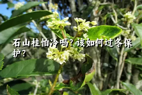 石山桂怕冷吗？该如何过冬保护？