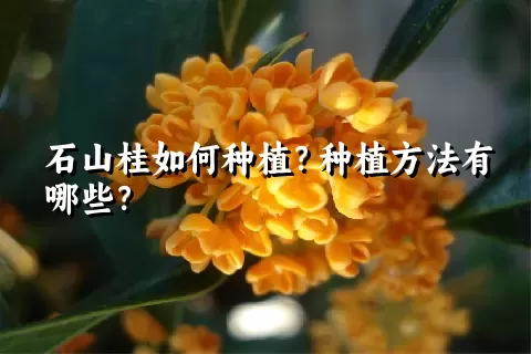 石山桂如何种植？种植方法有哪些？