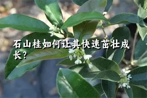 石山桂如何让其快速茁壮成长？