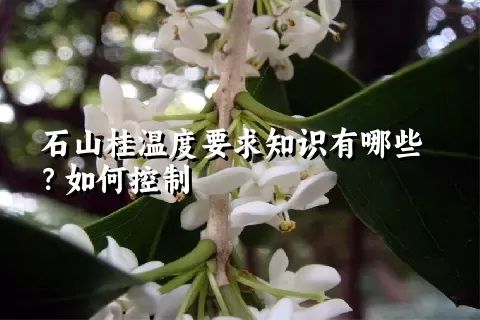 石山桂温度要求知识有哪些？如何控制