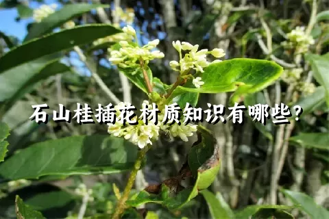 石山桂插花材质知识有哪些？