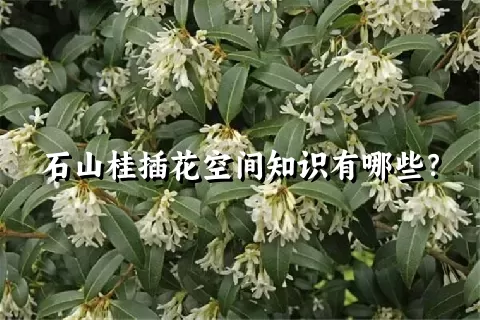 石山桂插花空间知识有哪些？