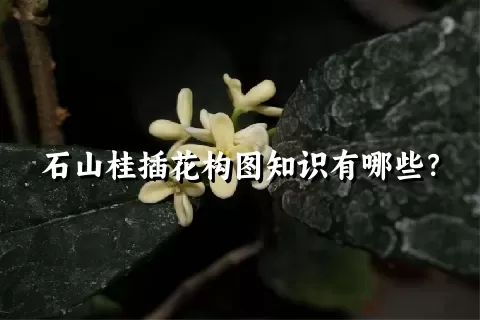 石山桂插花构图知识有哪些？