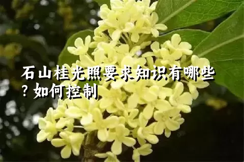 石山桂光照要求知识有哪些？如何控制