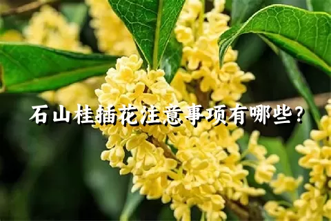 石山桂插花注意事项有哪些？