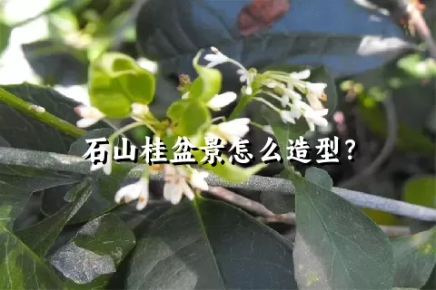 石山桂盆景怎么造型？