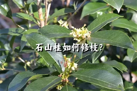 石山桂如何修枝？