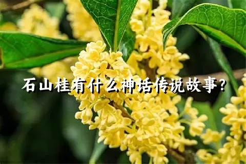 石山桂有什么神话传说故事？