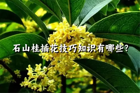 石山桂插花技巧知识有哪些？