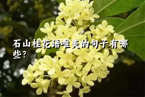 石山桂花语唯美的句子有哪些？