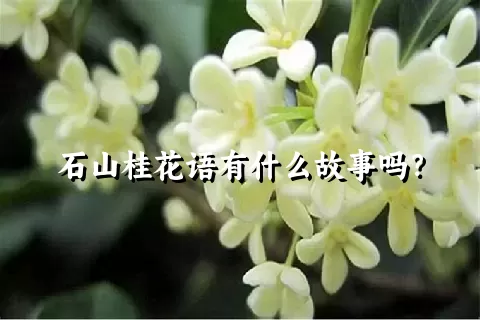 石山桂花语有什么故事吗？