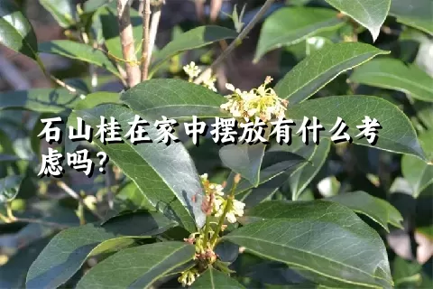 石山桂在家中摆放有什么考虑吗？