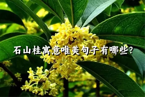 石山桂寓意唯美句子有哪些？