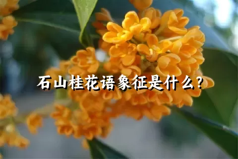 石山桂花语象征是什么？