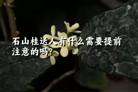 石山桂送人有什么需要提前注意的吗？