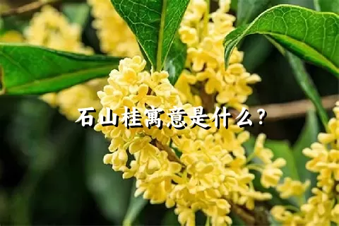 石山桂寓意是什么？