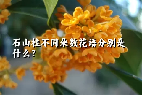 石山桂不同朵数花语分别是什么？