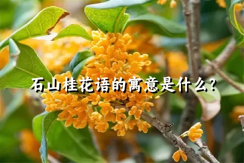 石山桂花语的寓意是什么？