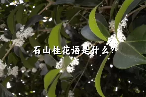 石山桂花语是什么？