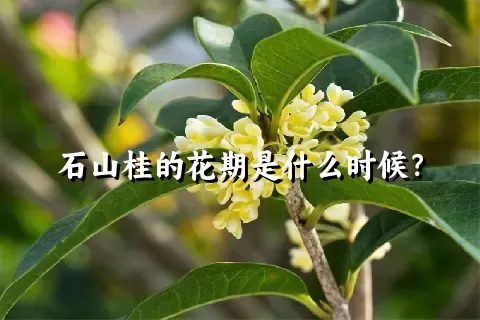 石山桂的花期是什么时候？