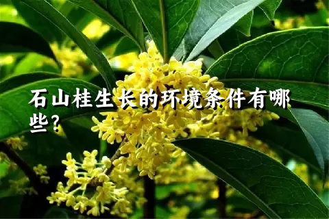 石山桂生长的环境条件有哪些？