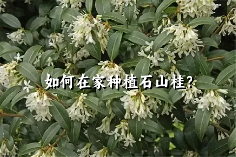 如何在家种植石山桂？