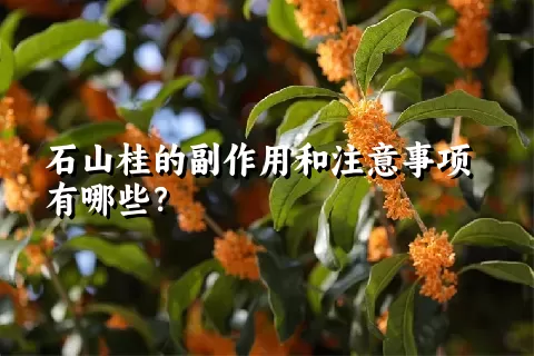 石山桂的副作用和注意事项有哪些？