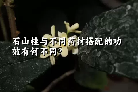 石山桂与不同药材搭配的功效有何不同？