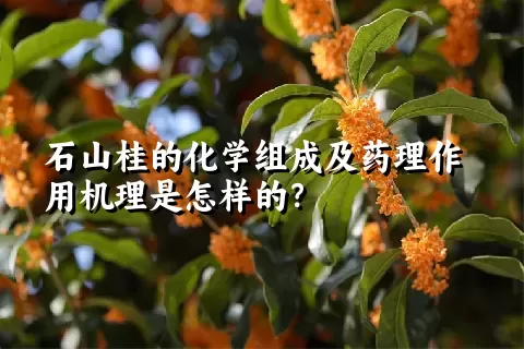 石山桂的化学组成及药理作用机理是怎样的？