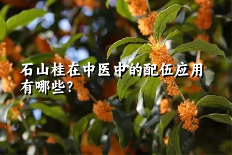 石山桂在中医中的配伍应用有哪些？