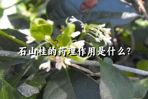 石山桂的药理作用是什么？