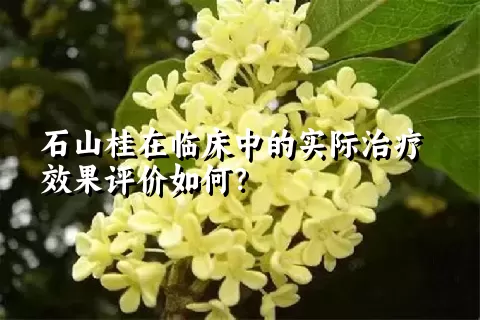 石山桂在临床中的实际治疗效果评价如何？