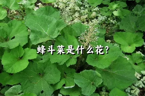 蜂斗菜是什么花？