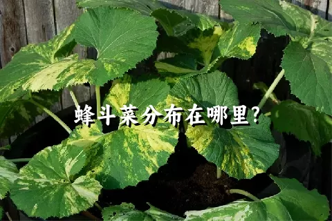 蜂斗菜分布在哪里?