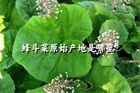 蜂斗菜原始产地是哪里？