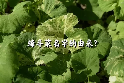 蜂斗菜名字的由来？