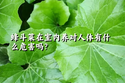 蜂斗菜在室内养对人体有什么危害吗？