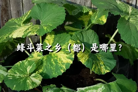 蜂斗菜之乡（都）是哪里？