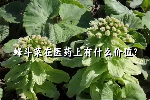 蜂斗菜在医药上有什么价值？