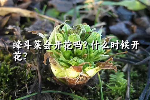 蜂斗菜会开花吗？什么时候开花？