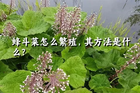 蜂斗菜怎么繁殖，其方法是什么？