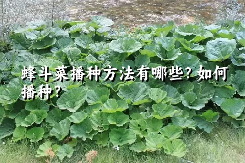 蜂斗菜播种方法有哪些？如何播种？