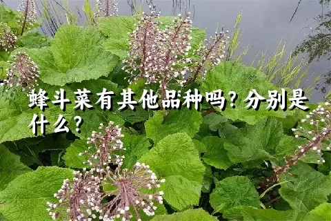 蜂斗菜有其他品种吗？分别是什么？