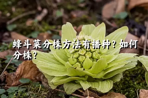 蜂斗菜分株方法有播种？如何分株？