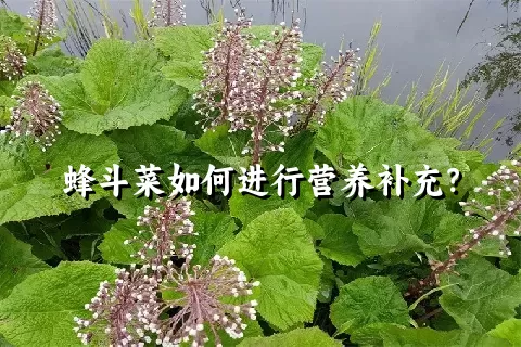 蜂斗菜如何进行营养补充？