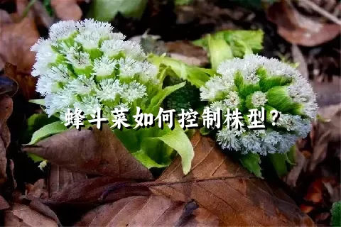 蜂斗菜如何控制株型？