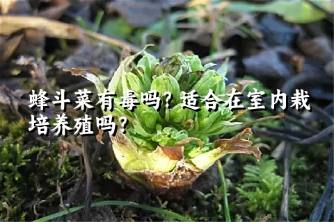 蜂斗菜有毒吗？适合在室内栽培养殖吗？