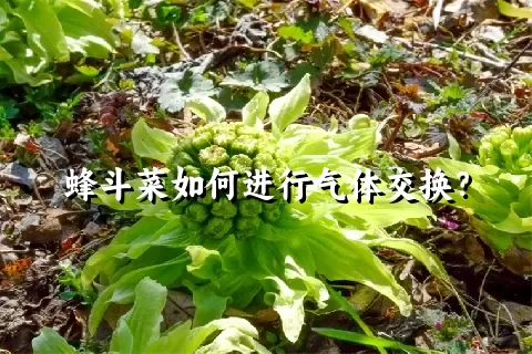 蜂斗菜如何进行气体交换？