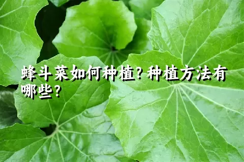 蜂斗菜如何种植？种植方法有哪些？