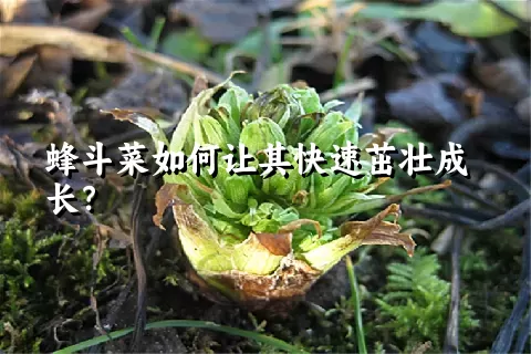 蜂斗菜如何让其快速茁壮成长？